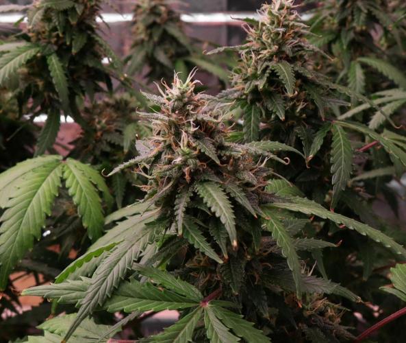 Dream Sherbet Auto. Week 7