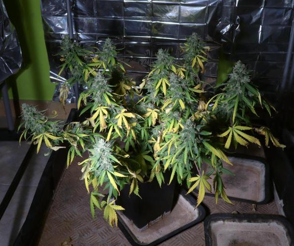 Dream Sherbet Auto. Week 8
