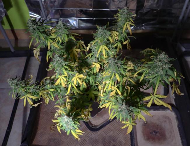 Dream Sherbet Auto. Week 8