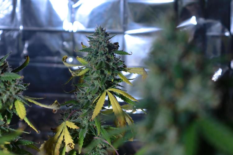 Dream Sherbet Auto. Week 8