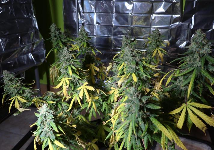 Dream Sherbet Auto. Week 8