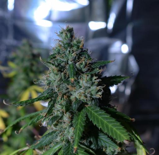Dream Sherbet Auto. Week 8
