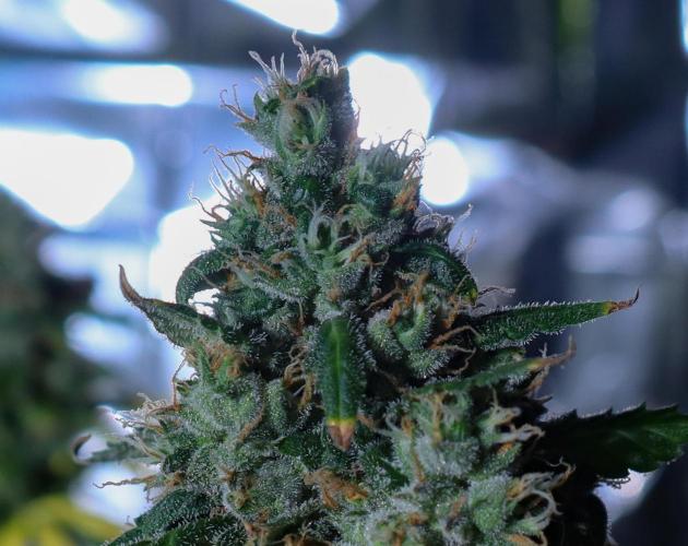 Dream Sherbet Auto. Week 8
