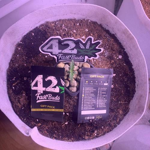 MEXICAN AIRLINES GIFT PACK. Week 1 - FastBuds MEXICAN AIRLINES #1 Up