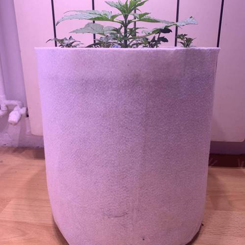 MEXICAN AIRLINES GIFT PACK. Week 2 - FastBuds MEXICAN AIRLINES #1 FRONT