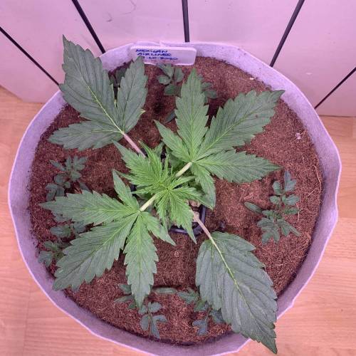 MEXICAN AIRLINES GIFT PACK. Week 2 - FastBuds MEXICAN AIRLINES #1 UP