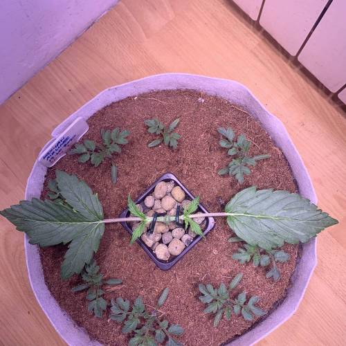 MEXICAN AIRLINES GIFT PACK. Week 2 - FastBuds MEXICAN AIRLINES #1 UP 2