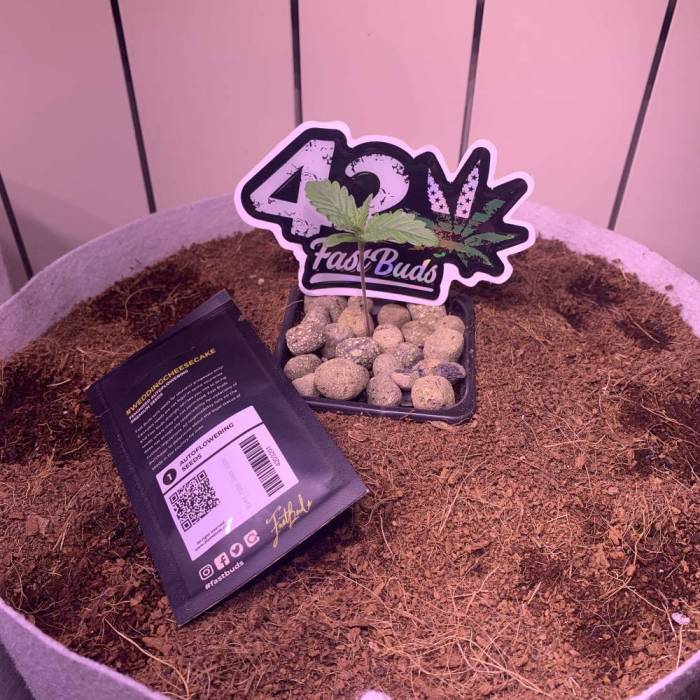 WEDDING CHEESECAKE AUTO (824170593098). Week 0 - FastBuds WEDDING CHEESECAKE UP