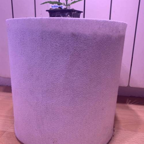 WEDDING CHEESECAKE AUTO (824170593098). Week 1 - FastBuds WEDDING CHEESECAKE FRONT