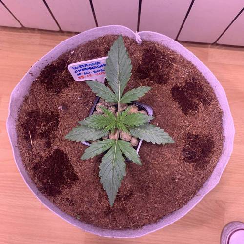 WEDDING CHEESECAKE AUTO (824170593098). Week 1 - FastBuds WEDDING CHEESECAKE UP