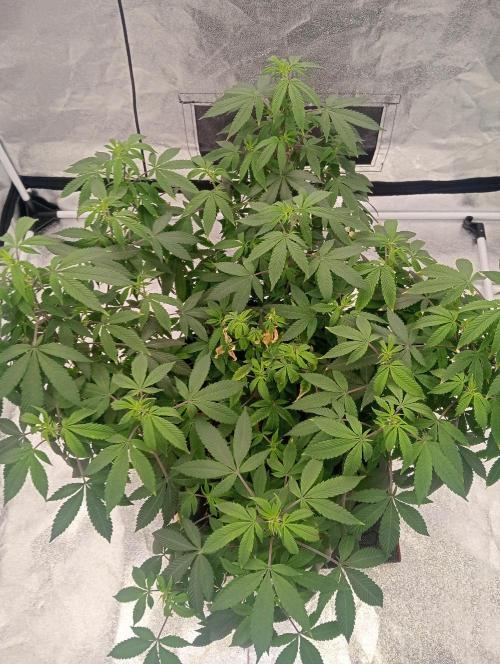 Salsapple Fem. Week 10