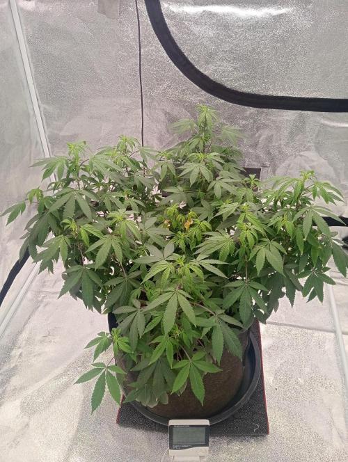 Salsapple Fem. Week 10