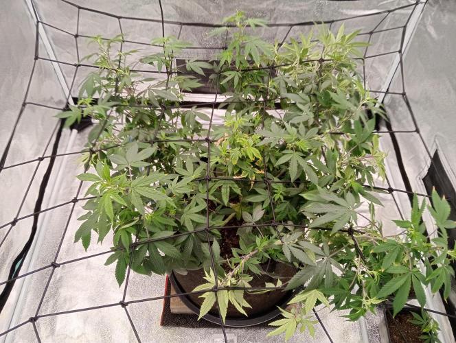 Salsapple Fem. Week 10