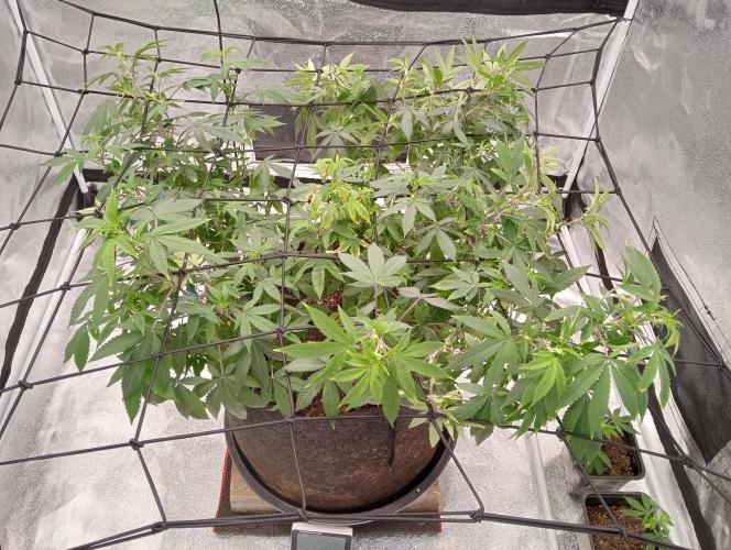 Salsapple Fem. Week 10