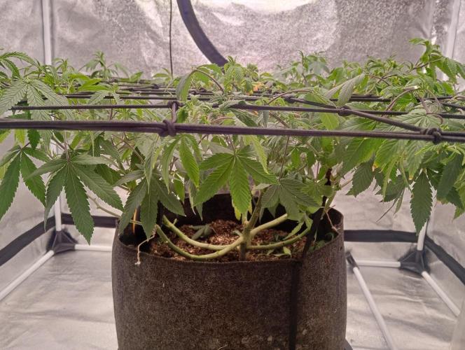 Salsapple Fem. Week 10