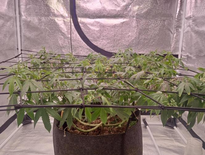 Salsapple Fem. Week 10 - 01/01/2026