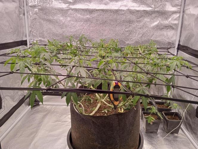 Salsapple Fem. Week 10 - 02/01/26