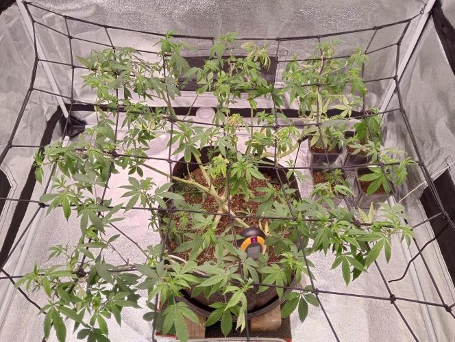 Salsapple Fem. Week 10 - 02/01/26 