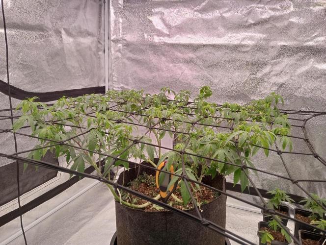 Salsapple Fem. Week 10 - 04/01/26 cierre de semana 