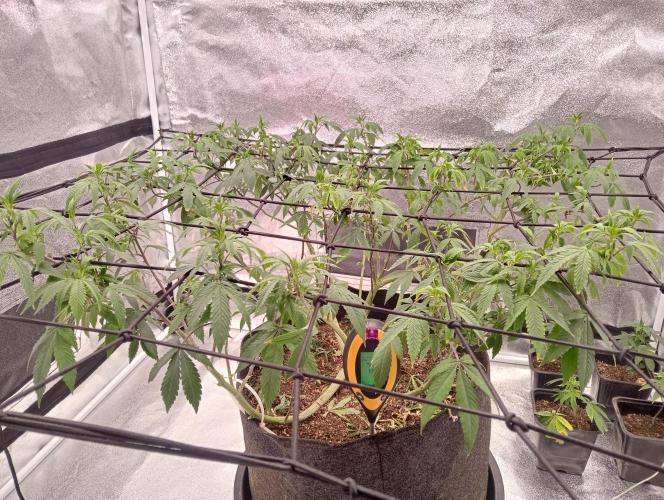 Salsapple Fem. Week 11 - 05/01/26