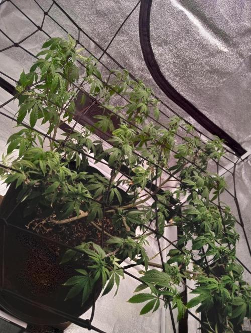 Salsapple Fem. Week 11 - 08/01/26