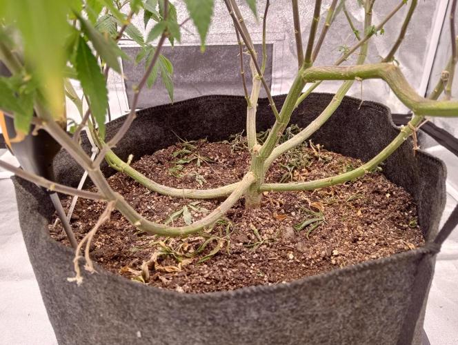 Salsapple Fem. Week 11 - 08/01/26