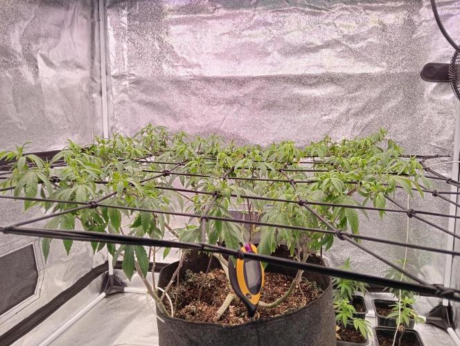 Salsapple Fem. Week 11 - 11/01/26