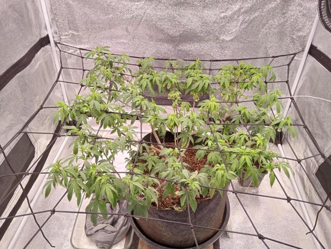 Salsapple Fem. Week 11 - 11/01/26