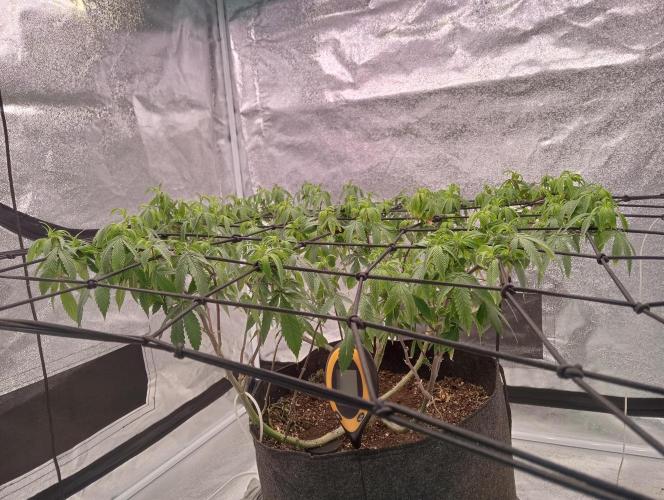 Salsapple Fem. Week 12 - 12/01/26