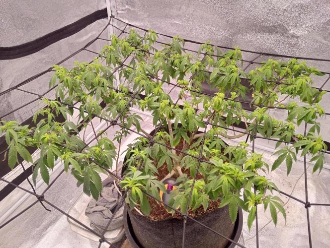 Salsapple Fem. Week 12 - 12/01/26