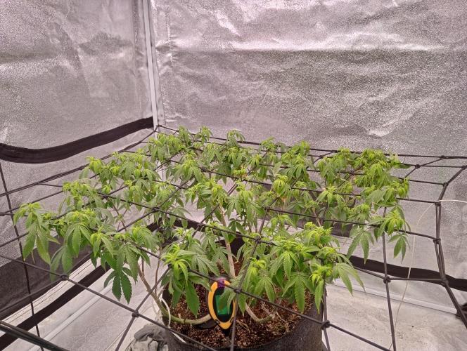 Salsapple Fem. Week 12 - 14/01/26