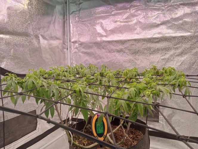 Salsapple Fem. Week 12 - 14/01/26