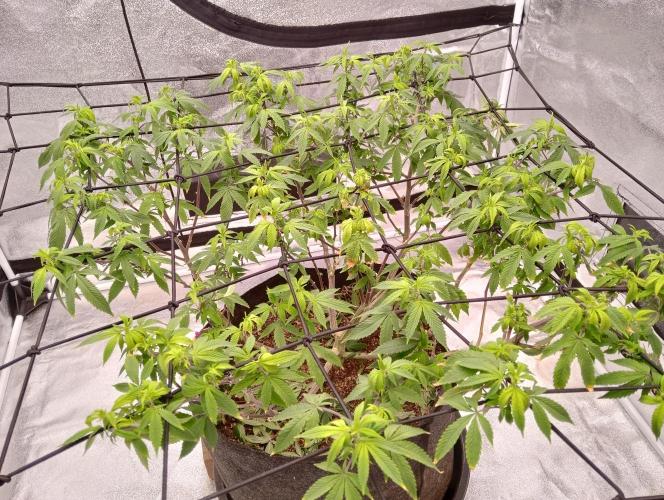 Salsapple Fem. Week 12 - 16/01/26