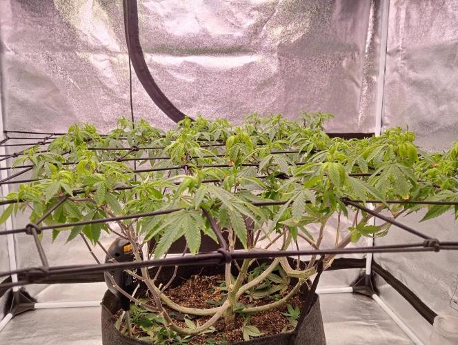 Salsapple Fem. Week 12 - 16/01/26