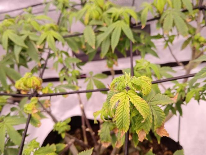 Salsapple Fem. Week 13 - 19/01/26