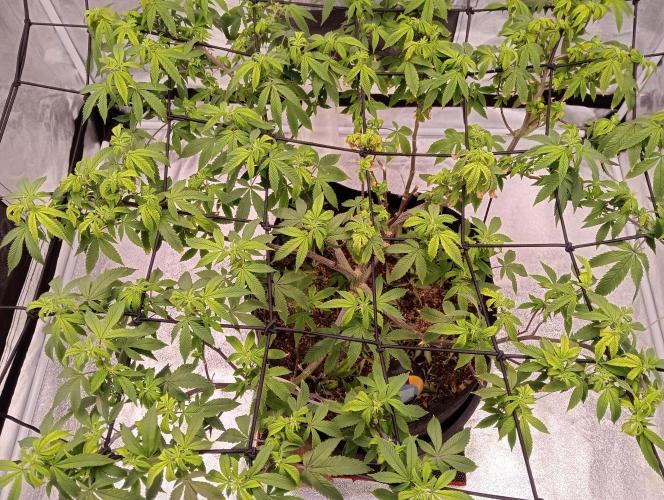 Salsapple Fem. Week 13 - 19/01/26