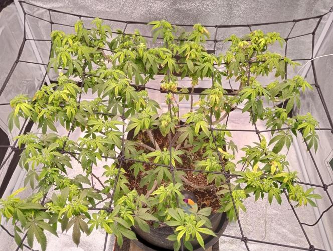 Salsapple Fem. Week 13 - 23/01/26