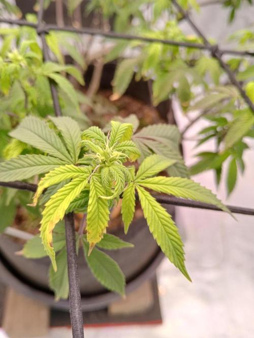 Salsapple Fem. Week 13 - 23/01/26