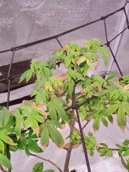 Salsapple Fem. Week 14 - 26/01/26