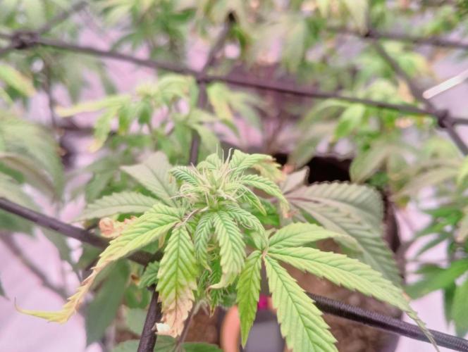 Salsapple Fem. Week 14 - 26/01/26