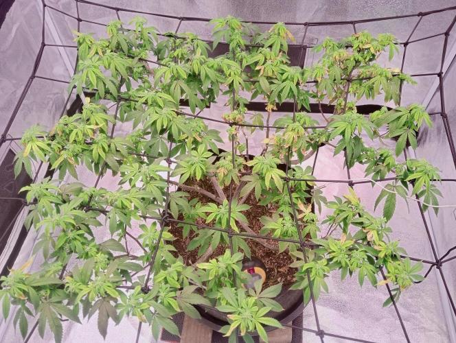 Salsapple Fem. Week 14 - 26/01/26