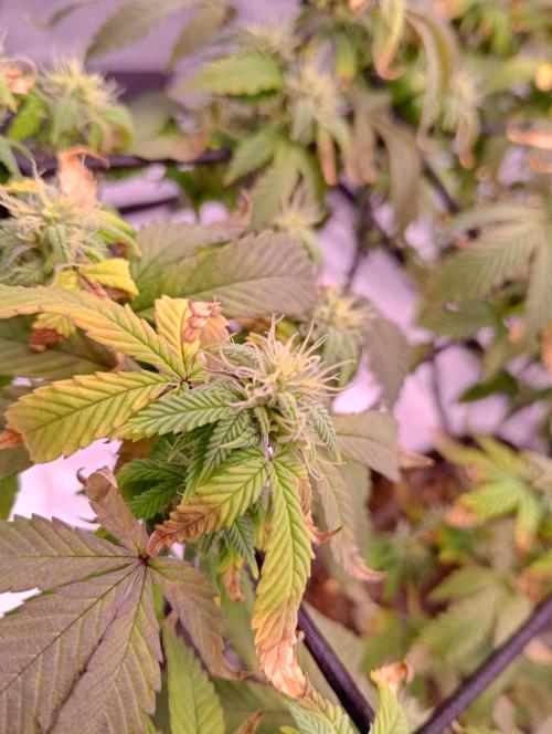 Salsapple Fem. Week 15 - 05/02/26