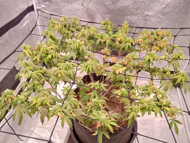 Salsapple Fem. Week 15 - 05/02/26