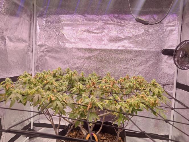 Salsapple Fem. Week 15 - 05/02/26