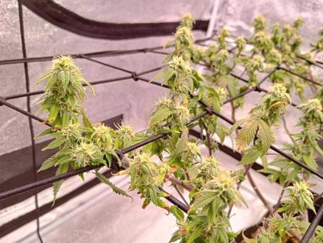 Salsapple Fem. Week 15