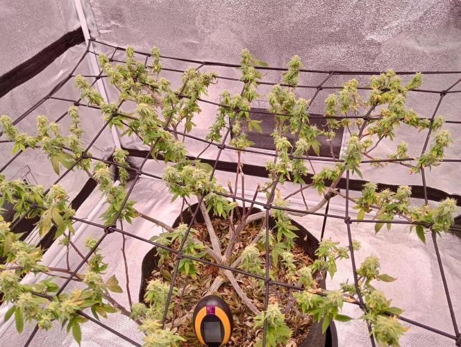 Salsapple Fem. Week 15