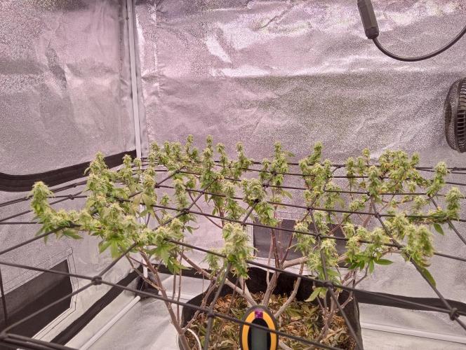Salsapple Fem. Week 15