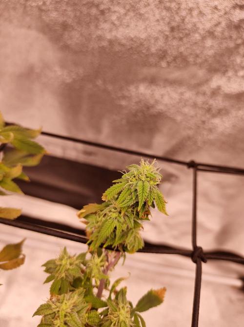 Salsapple Fem. Week 16 - 16/02/26