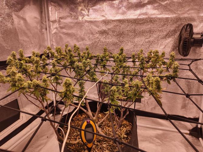 Salsapple Fem. Week 16 - 16/02/26
