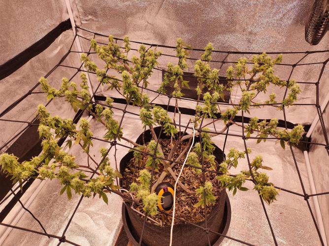 Salsapple Fem. Week 16 - 16/02/26